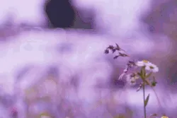 Content preview image